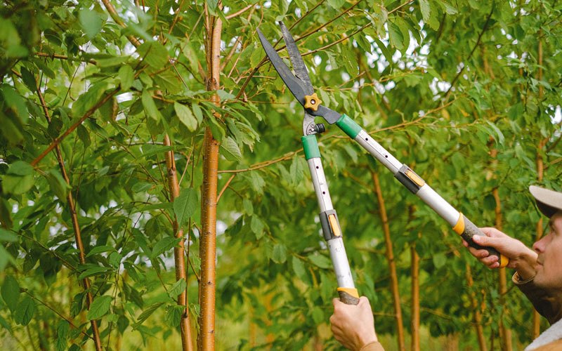 Tree trimming in Spangle, WA