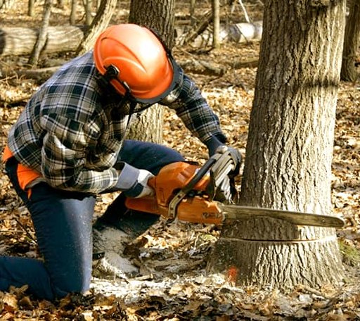 Tree Removal in Spangle, WA